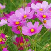 ヒメ日記 2025/10/06 01:24 投稿 阿部しのぶ 五十路マダム 仙台店