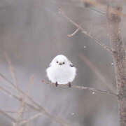 ヒメ日記 2026/01/10 07:48 投稿 阿部しのぶ 五十路マダム 仙台店