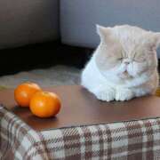 ヒメ日記 2026/01/25 21:36 投稿 阿部しのぶ 五十路マダム 仙台店