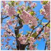 ヒメ日記 2025/04/29 20:56 投稿 橋本若菜 五十路マダム 仙台店