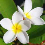 ヒメ日記 2026/01/14 21:36 投稿 まい ギャルズネットワーク神戸