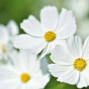 ヒメ日記 2026/02/16 21:36 投稿 まい ギャルズネットワーク神戸