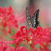 ヒメ日記 2026/02/17 20:36 投稿 まい ギャルズネットワーク神戸
