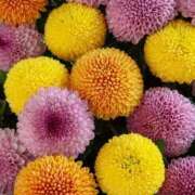 ヒメ日記 2026/02/24 22:33 投稿 まい ギャルズネットワーク神戸