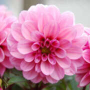 ヒメ日記 2025/12/18 00:16 投稿 まい クラブバレンタイン神戸西店