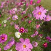 ヒメ日記 2025/12/20 21:56 投稿 まい クラブバレンタイン神戸西店