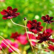 ヒメ日記 2026/02/14 21:46 投稿 まい クラブバレンタイン神戸西店