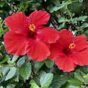 ヒメ日記 2026/02/16 23:46 投稿 まい クラブバレンタイン神戸西店