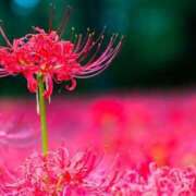 ヒメ日記 2026/02/21 21:26 投稿 まい クラブバレンタイン神戸西店