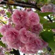 ヒメ日記 2025/04/13 19:10 投稿 安田チヨ 五十路マダム愛されたい熟女たち 福山店(カサブランカグループ)