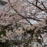 ヒメ日記 2026/03/30 11:16 投稿 安田チヨ 五十路マダム愛されたい熟女たち 福山店(カサブランカグループ)