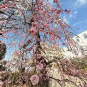 ヒメ日記 2025/03/12 15:28 投稿 玉城(たましろ) 人妻出逢い会 百合の園 山の手本店