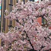 ヒメ日記 2025/03/28 18:48 投稿 玉城(たましろ) 人妻出逢い会 百合の園 山の手本店