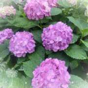 ヒメ日記 2025/06/13 09:57 投稿 レイミ 赤坂美療