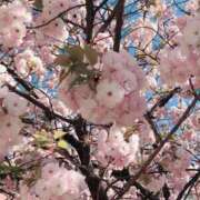 ヒメ日記 2026/03/31 22:05 投稿 レイミ 赤坂美療