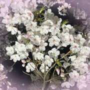 ヒメ日記 2026/04/06 06:52 投稿 レイミ 赤坂美療