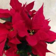 ヒメ日記 2025/12/19 12:11 投稿 けいこ 福島美女図鑑