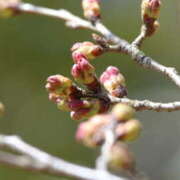 ヒメ日記 2026/03/30 14:34 投稿 けいこ 福島美女図鑑