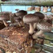 ヒメ日記 2025/10/29 10:42 投稿 ちな エマニエル