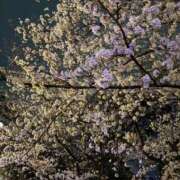 ヒメ日記 2025/04/04 10:20 投稿 あおい 待ちナビ