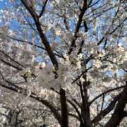 ヒメ日記 2025/04/04 14:18 投稿 あおい 待ちナビ