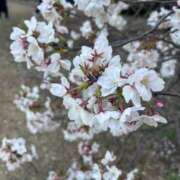 ヒメ日記 2025/04/28 23:03 投稿 おとは 上野デリヘル倶楽部