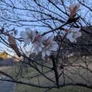 ヒメ日記 2025/01/16 14:12 投稿 春希(はるき) あなたの妻