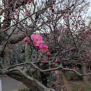 ヒメ日記 2025/01/28 16:11 投稿 春希(はるき) あなたの妻