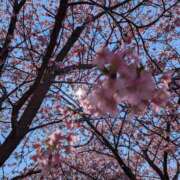 ヒメ日記 2025/03/11 10:02 投稿 春希(はるき) あなたの妻