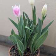 ヒメ日記 2025/04/15 15:38 投稿 春希(はるき) あなたの妻