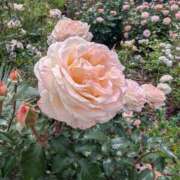 ヒメ日記 2025/05/19 15:20 投稿 春希(はるき) あなたの妻