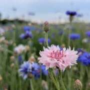 ヒメ日記 2025/05/23 14:34 投稿 春希(はるき) あなたの妻