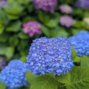 ヒメ日記 2025/05/27 15:14 投稿 春希(はるき) あなたの妻