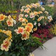 ヒメ日記 2025/05/29 15:21 投稿 春希(はるき) あなたの妻