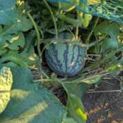 春希(はるき) ありがとうございました♡ あなたの妻