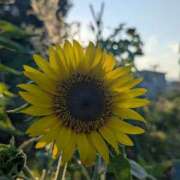 春希(はるき) ありがとうございました♡ あなたの妻