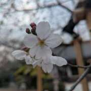 ヒメ日記 2026/03/31 14:32 投稿 春希(はるき) あなたの妻