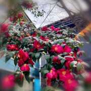 ヒメ日記 2025/04/03 02:05 投稿 りおな ミルキーウェイ（近江八幡）