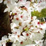 ヒメ日記 2025/04/06 12:06 投稿 優木こころ コウテイ