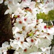 ヒメ日記 2025/04/06 12:26 投稿 優木こころ コウテイ