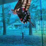 ヒメ日記 2025/06/13 14:16 投稿 優木こころ コウテイ