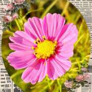 ヒメ日記 2025/11/14 17:15 投稿 優木こころ コウテイ