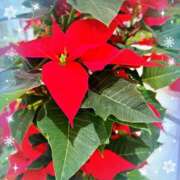 ヒメ日記 2025/12/05 15:01 投稿 優木こころ コウテイ