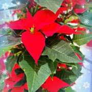 ヒメ日記 2025/12/05 15:15 投稿 優木こころ コウテイ