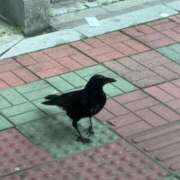 ヒメ日記 2026/04/17 15:03 投稿 しいな MASK（マスク）