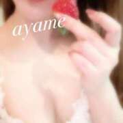 ヒメ日記 2026/04/01 13:19 投稿 菖（あやめ） 男爵