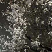 ヒメ日記 2025/04/02 20:02 投稿 ふみ ピーチガール