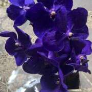 ヒメ日記 2025/06/10 09:32 投稿 まどか 即アポマダム～名古屋店～