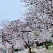 ヒメ日記 2025/04/07 13:13 投稿 桐島　りこ 快楽園 大阪梅田