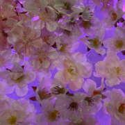 ヒメ日記 2025/04/11 22:03 投稿 桐島　りこ 快楽園 大阪梅田